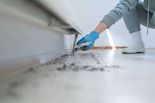 Trusted Brier, WA Pest Control Experts